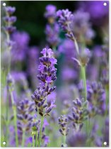 Tuinschilderij Lavendel - Bloemen - Natuur - Paars - 60x80 cm - Tuinposter - Tuindoek - Buitenposter