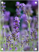 Tuin decoratie Lavendel - Bloemen - Natuur - Paars - 30x40 cm - Tuindoek - Buitenposter