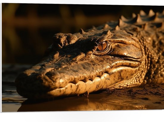 PVC Schuimplaat - Krokodil ligt op de grond met zijn hoofd in het water - 75x50 cm Foto op PVC Schuimplaat (Met Ophangsysteem)