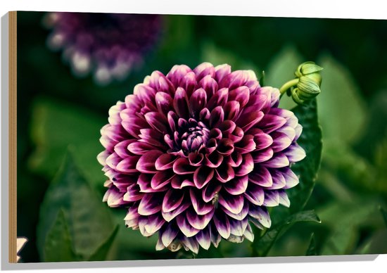 Hout - Grote Paarse Dahlia met Witte Bladuiteinde - Bloemen - 90x60 cm - 9 mm dik - Foto op Hout (Met Ophangsysteem)