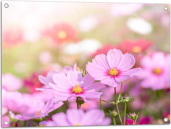 Tuinposter – Cosmea Bloemen in een Veld bij Fel Daglicht - 80x60 cm Foto op Tuinposter (wanddecoratie voor buiten en binnen)