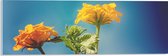 Acrylglas - Oranje en Gele Wisselbloemen voor Heldere Lucht Achtergrond - 60x20 cm Foto op Acrylglas (Met Ophangsysteem)