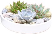 Plant in a Box - Rootless - Echeveria Garden Mix White - vetplanten op decoratieve schaal - Wit - 20 cm