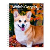 Welsh Corgi Agenda 2024