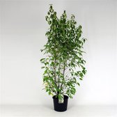 Plants Online - Tuinplanten - Heesters - Set van 1 - Cornus kousa chinensis C12 100-125 cm