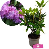 Rhododendron 'Catawbiense Grandiflorum' Roze bloemen - Hoogte 40/50cm - 1,5 liter pot