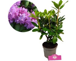 Rhododendron 'Catawbiense Grandiflorum' Roze bloemen - Hoogte 60cm - 1,5 liter pot