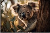 Poster (Mat) - Nieuwsgierige Koala Vanachter Dikke Boom - 60x40 cm Foto op Posterpapier met een Matte look