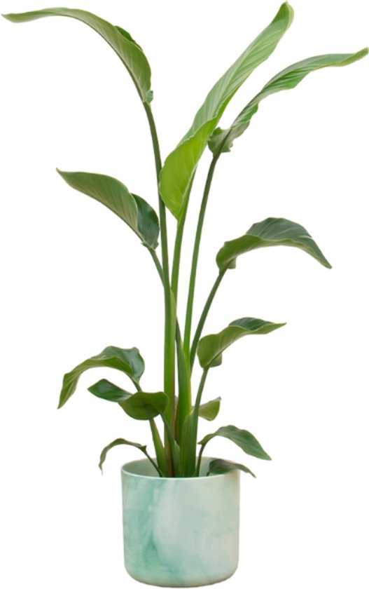 Green Bubble - Strelitzia Nicolai inclusief elho Ocean Round pacifisch  groen 22 - 130cm | bol