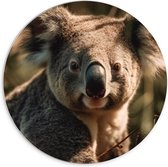 PVC Schuimplaat Muurcirkel - Aankijkende Koala in het Bos - 70x70 cm Foto op Muurcirkel (met ophangsysteem)