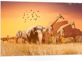 PVC Schuimplaat- De Dieren van het Afrikaanse Landschap - 105x70 cm Foto op PVC Schuimplaat