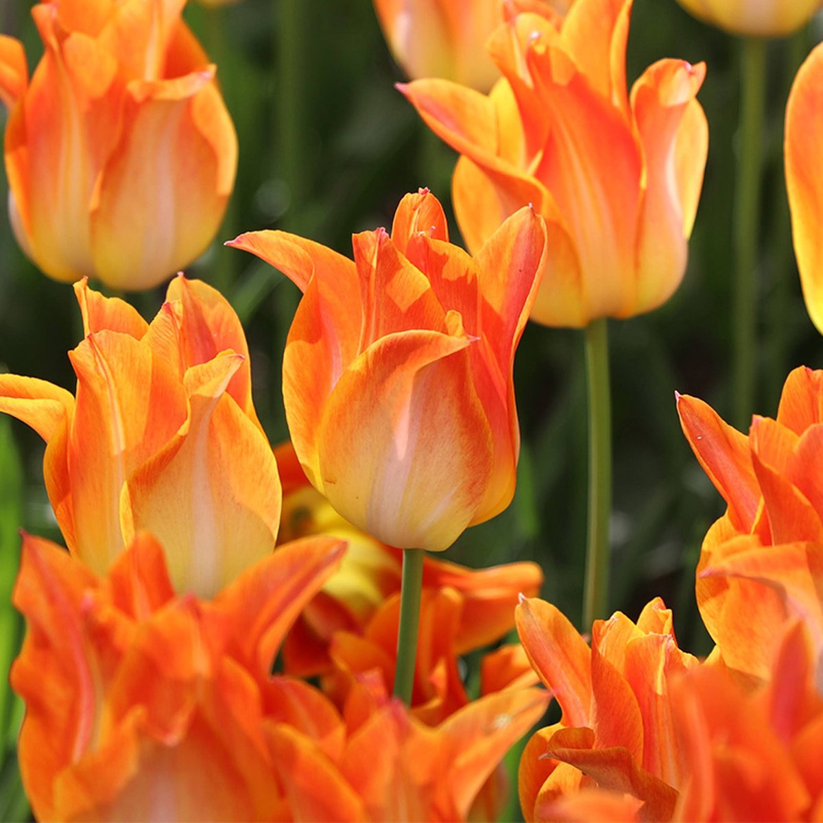 Tulp Moonblush | 10 stuks | Leliebloemig | Geel | Oranje