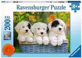 Ravensburger puzzel Schattige puppies - Legpuzzel - 200XXL stukjes