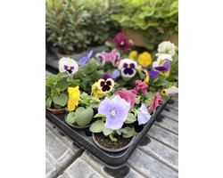 Viooltjes Kleurenmix – 12 Winterviolen – Viola cornuta – Zeer Winterhard – Violen voor Tuin, Border & Bloembak