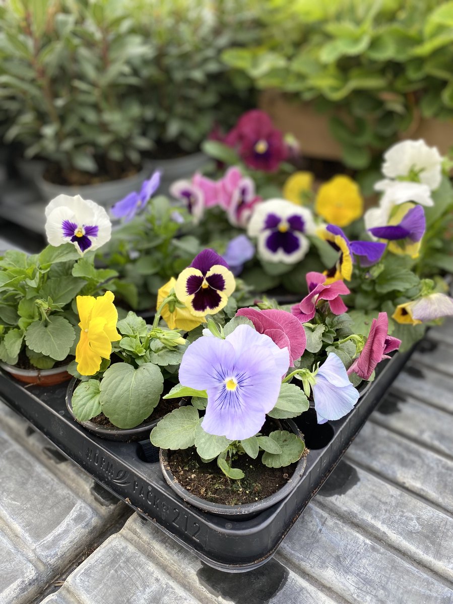 Viooltjes Kleurenmix – 12 Winterviolen – Viola cornuta – Zeer Winterhard – Violen voor Tuin, Border & Bloembak