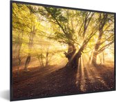 Cadre photo avec poster - Arbre - Forêt - Soleil - 40x30 cm - Cadre poster