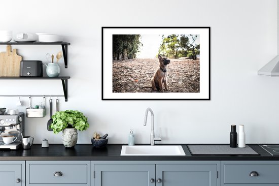 Fotolijst incl. Poster - Mechelse herder pup die omhoog kijkt - 90x60 cm - Posterlijst