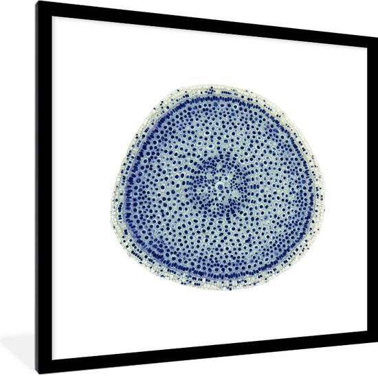 Photo encadrée - Cellules dans un cadre photo oignon 40x40 cm - Affiche encadrée (Décoration murale salon / chambre)