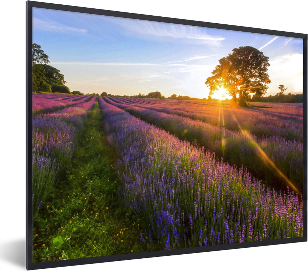 Fotolijst incl. Poster - De zon komt langzaam op in het paarse lavendelveld - 80x60 cm - Posterlijst op Prijzenvolger.com