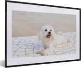 Photo encadrée - Un chien maltais se trouve sur un chemin cadre photo noir avec passe-partout blanc 60x40 cm - Affiche encadrée (Décoration murale salon / chambre)