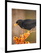 Poster - Fotolijst - Vogel - Merel - Winter - IJs - Bes - 60x80 cm - Poster kader - Wanddecoratie dieren - Poster natuur - Poster vogels - Frame poster