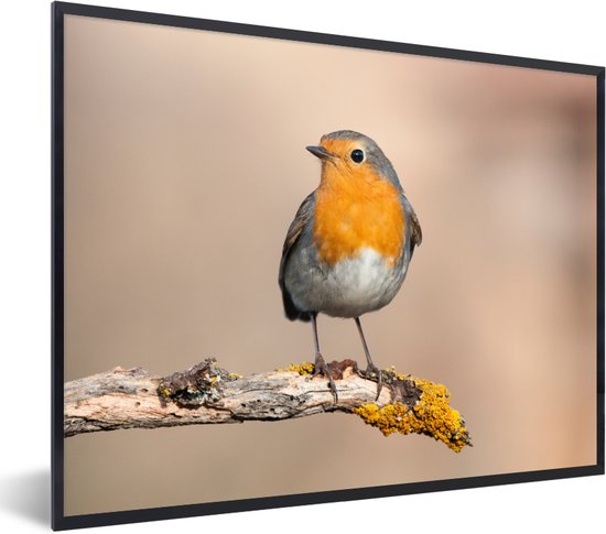 PosterMonkey - Poster - Fotolijst - Roodborstje - Vogel - Takken - Dier - 40x30 cm - Poster natuur - Poster vogels - Muurdecoratie - Poster met kader - Foto in lijst