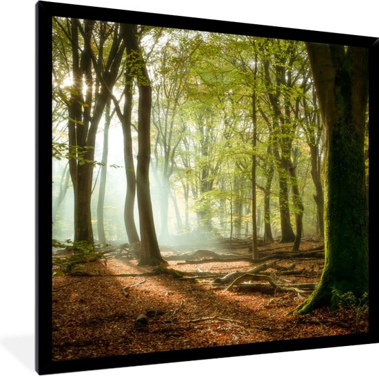 Fotolijst incl. Poster - Bos - Zon - Seizoenen - Landschap - 40x40 cm - Posterlijst