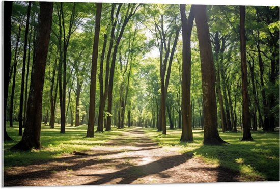 Acrylglas - Bomen - Pad - Bos - Gras - Groen - Bruin - 90x60 cm Foto op Acrylglas (Wanddecoratie op Acrylaat)