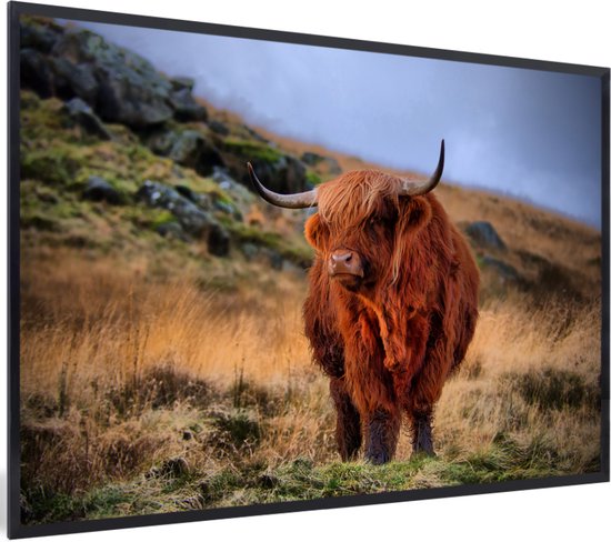 Cadre photo Highlander écossais sur colline noir sans passe partout