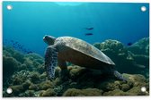 Tuinposter – Zeeschildpad Zwemmend over de Bomen - 60x40 cm Foto op Tuinposter (wanddecoratie voor buiten en binnen)