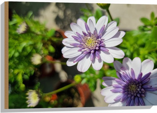 Hout - African Daisy Bloemen Wit met Paars in Bloemenpot - 75x50 cm - 9 mm dik - Foto op Hout (Met Ophangsysteem)