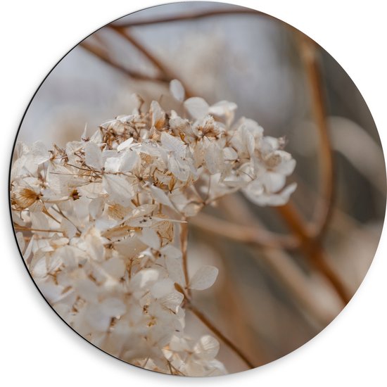 Ronde muurcirkel met een close-up van gedroogde witte bloemblaadjes en dunne bruine takken.