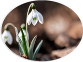 PVC Schuimplaat Ovaal - Witte Hangende Sneeuwvlokje Bloemen met Wazige Herstbladeren als Achtergrond - 28x21 cm Foto op Ovaal (Met Ophangsysteem)