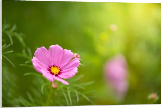 PVC Schuimplaat- Roze Cosmea Bloem in Licht Groen Grasveld - 90x60 cm Foto op PVC Schuimplaat