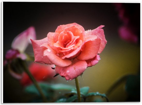 PVC Schuimplaat - Roze met Oranje Roos voor Donkere Achtergrond - Bloemen - 40x30 cm Foto op PVC Schuimplaat (Met Ophangsysteem)