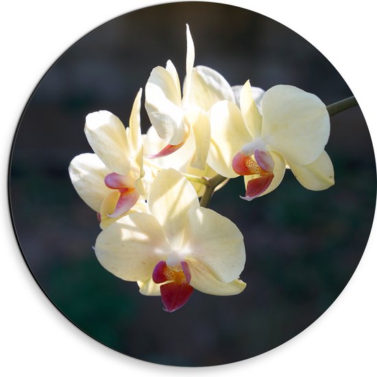 Dibond Muurcirkel - Witte Orchideeën met Roze Midden Hangend aan een Stengel - Bloemen - 30x30 cm Foto op Aluminium Muurcirkel (met ophangsysteem)