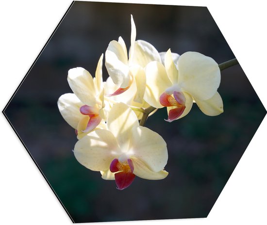 Dibond Hexagon - Witte Orchideeën met Roze Midden Hangend aan een Stengel - Bloemen - 60x52.2 cm Foto op Hexagon (Met Ophangsysteem)