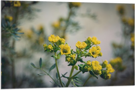 Vlag - Gele Ruta Bloemen aan Lange Stengels - 105x70 cm Foto op ...