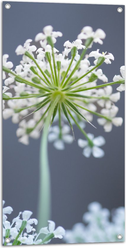 Tuinposter – Wilde peen bloem perspectief van onderaf - 50x100 cm Foto op Tuinposter (wanddecoratie voor buiten en binnen)