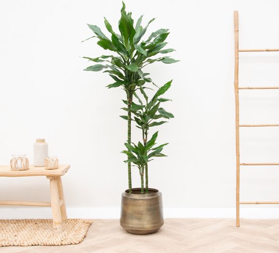 Dracaena Janet Lind XL - 160cm
