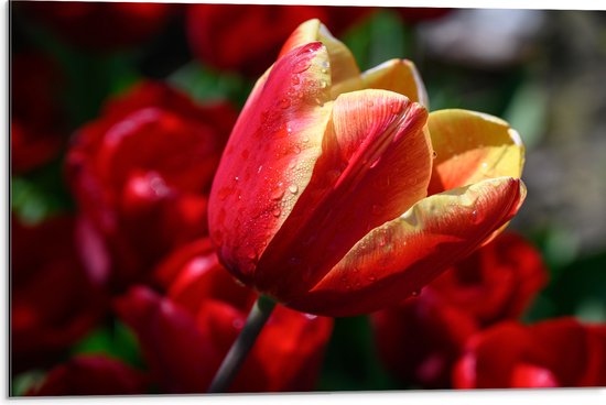 Dibond - Rood met Gele Tulp met Rode Bloemen Achtergrond - 75x50 cm Foto op Aluminium (Wanddecoratie van metaal)