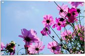 Tuinposter – Paarse Cosmea Bloemen met Heldere Lucht als Achtergrond - 90x60 cm Foto op Tuinposter (wanddecoratie voor buiten en binnen)