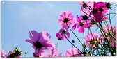 Tuinposter – Paarse Cosmea Bloemen met Heldere Lucht als Achtergrond - 100x50 cm Foto op Tuinposter (wanddecoratie voor buiten en binnen)