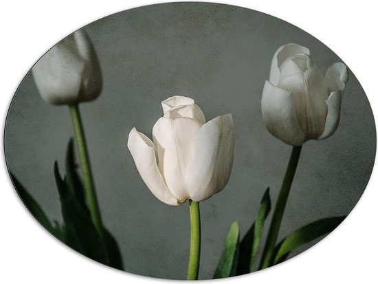 Dibond Ovaal - Witte Tulpen Op Lange Stengels voor Grijze Achtergrond - Bloemen - 108x81 cm Foto op Ovaal (Met Ophangsysteem)