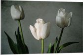 Acrylglas - Witte Tulpen Op Lange Stengels voor Grijze Achtergrond - Bloemen - 105x70 cm Foto op Acrylglas (Met Ophangsysteem)