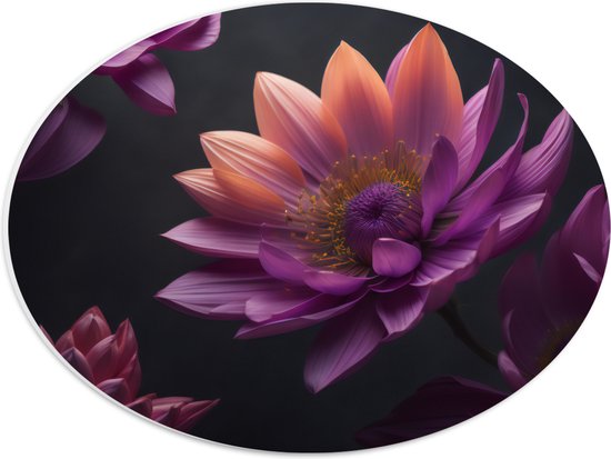 PVC Schuimplaat Ovaal - Paars roze Dahlia Bloemen met zwarte achtergrond - 40x30 cm Foto op Ovaal (Met Ophangsysteem)