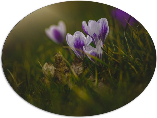 Dibond Ovaal - Wit met Paarse Crocus Bloemen in Grasveld - 108x81 cm Foto op Ovaal (Met Ophangsysteem)