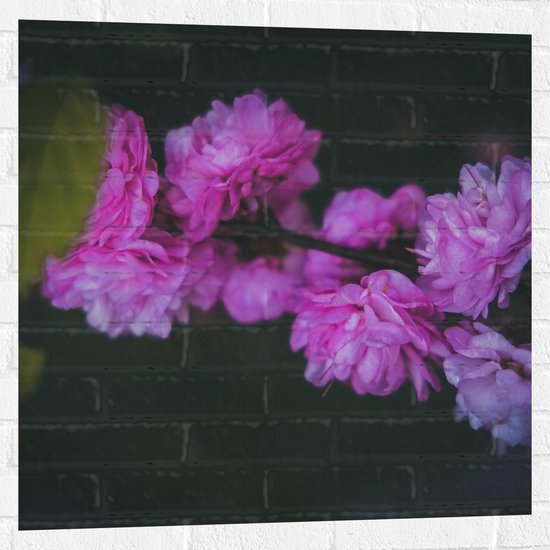 Muursticker - Roze en Paarse Pioenrozen met Donkere Achtergrond - Bloemen - 80x80 cm Foto op Muursticker