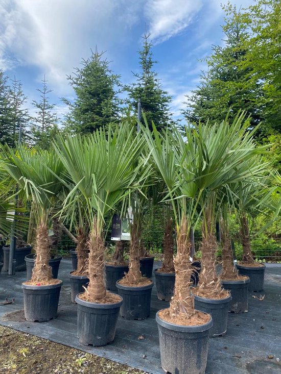 Dertien Trachycarpus fortunei palmbomen in zwarte potten op zwarte doek, met een achtergrond van bomen en blauwe lucht.