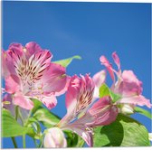 Acrylglas - Roze Alstroemeria Bloemen met Lucht Achtergrond - 50x50 cm Foto op Acrylglas (Met Ophangsysteem)